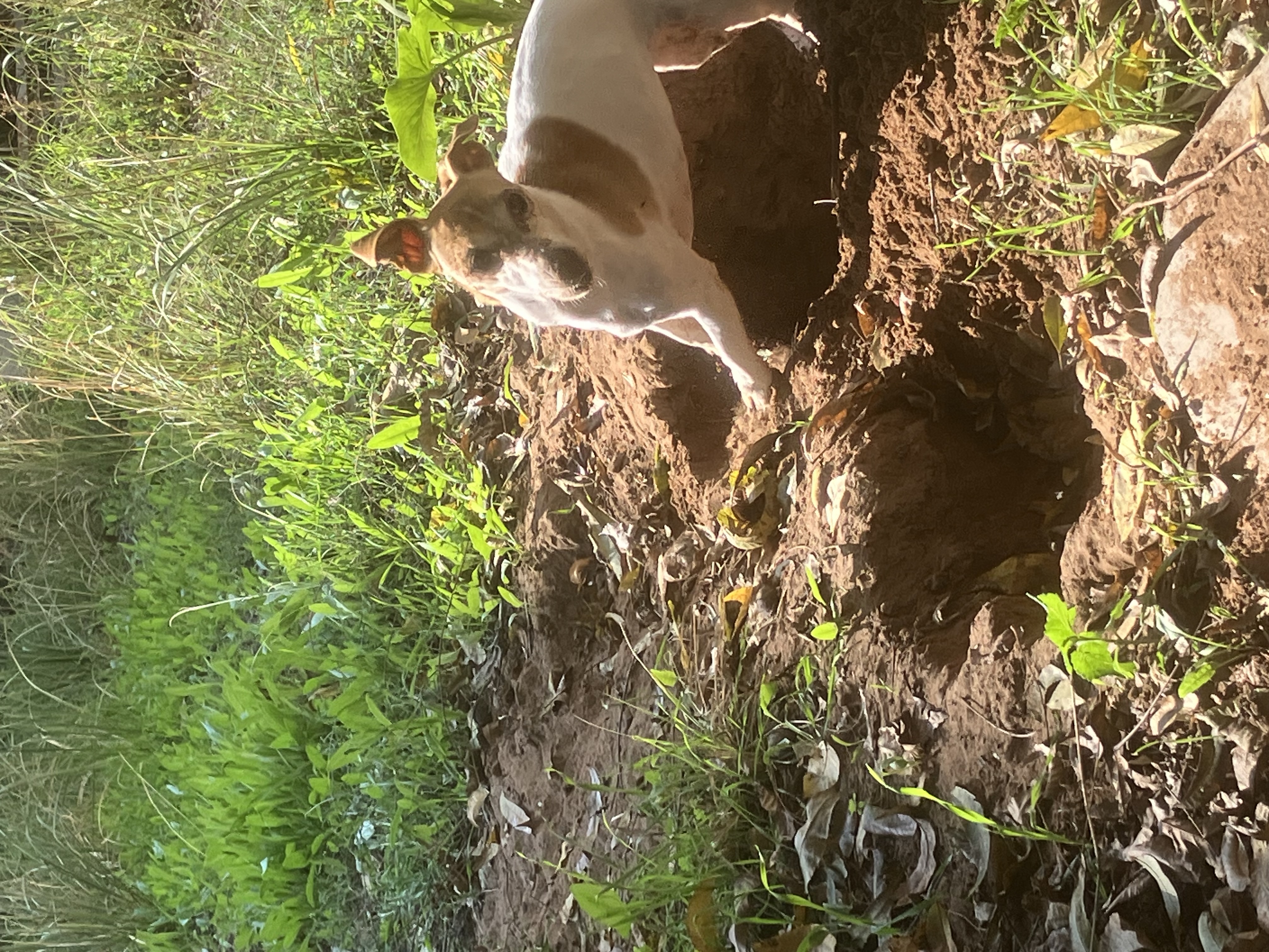 Michael's dog on a walk